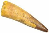 Fossil Spinosaurus Tooth - Real Dinosaur Tooth #361267-1